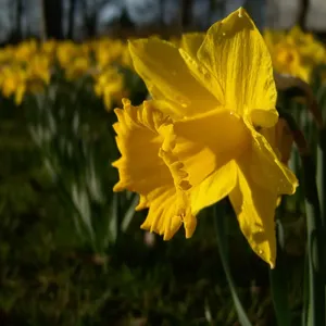 Daffodils, England.