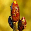 Spring buds with blue sky