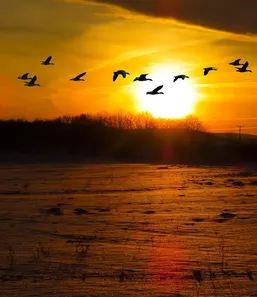Golden First Light