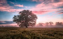 Nature's Bounty