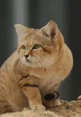 Juanita
