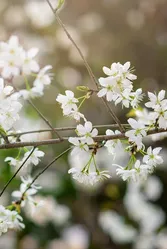 A birch tree is a deciduous hardwood. It's beauty is it's simplicity.