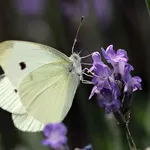 Purple Light