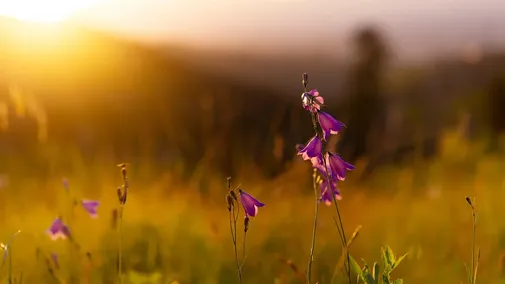 Golden First Light