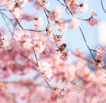 CU blosoms flowering_plum1