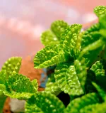 Spring's Gift  Of Green