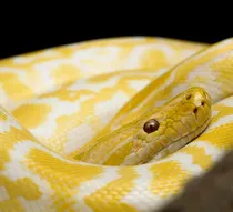 snake