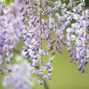 Purple chimes