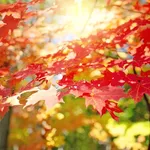 Bright chimes with foliage