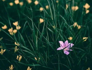 The Colorful Shades Of Spring