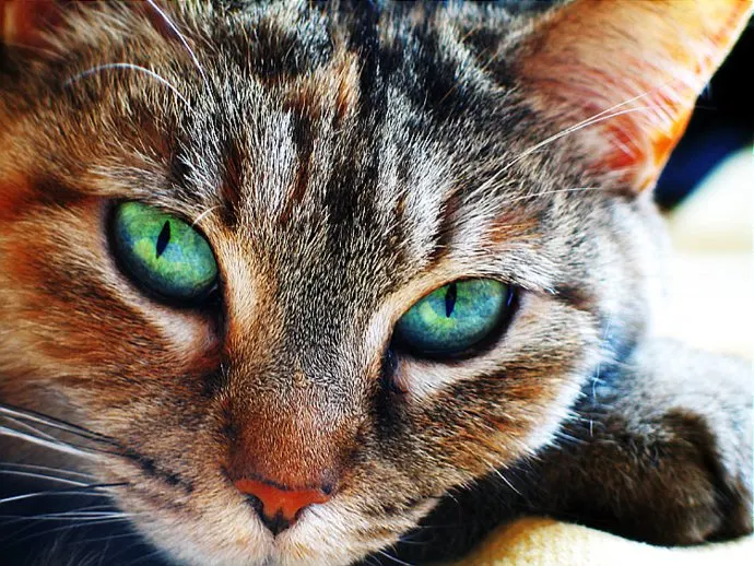 Green eyed Cat