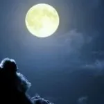A Silent Beauty