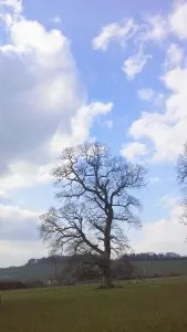 20150325_074642 Tree Blog